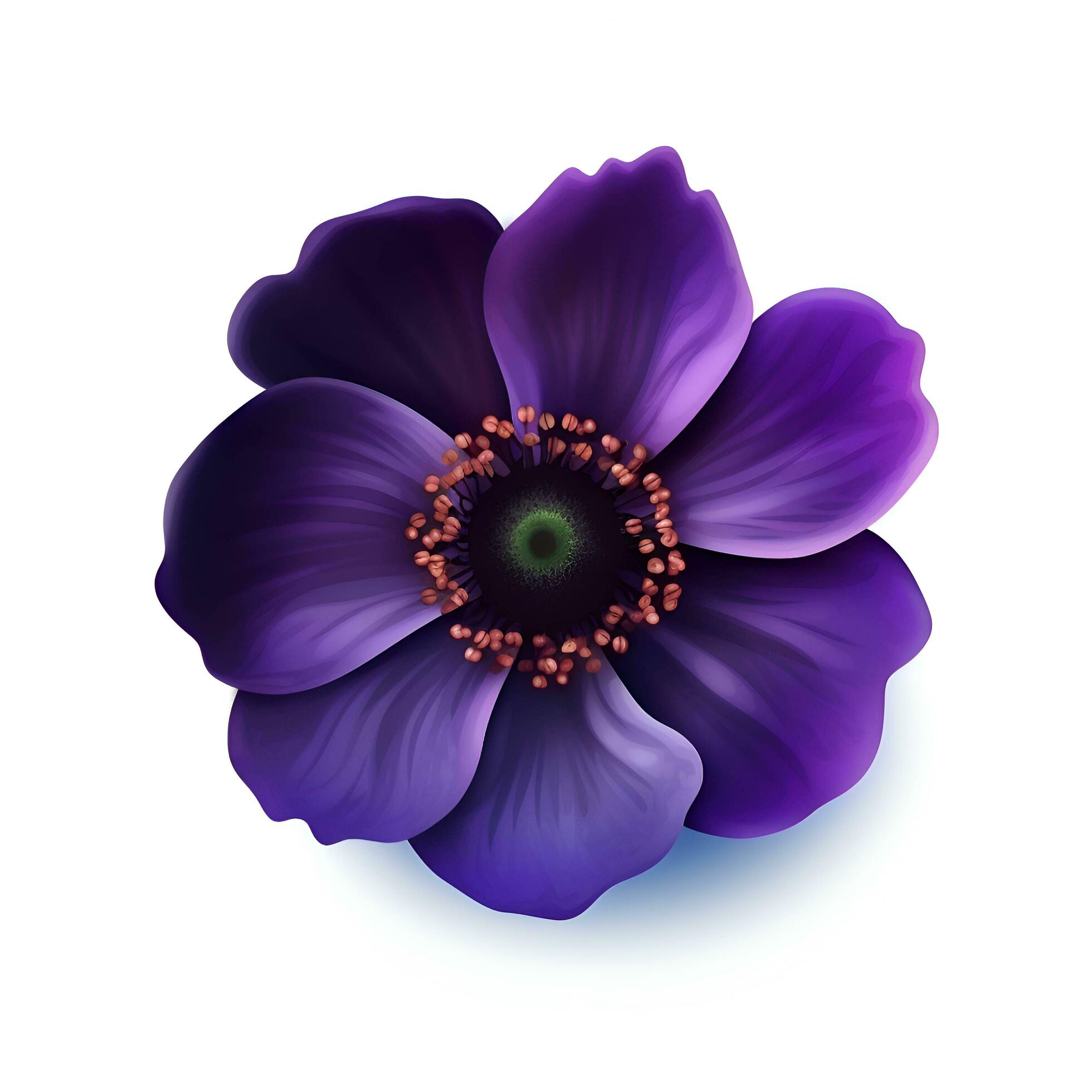 Purple anemone flower isolated on white background. Vector illustration. Stock Free