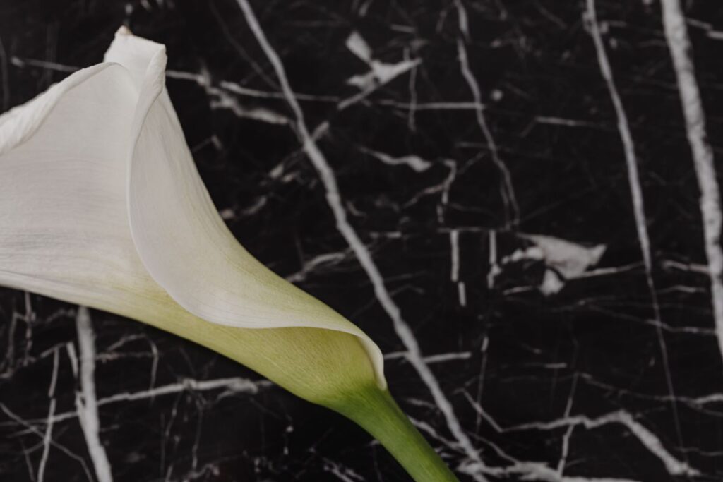 Modern minimal – Elegant Black Marble Table – White lily Stock Free