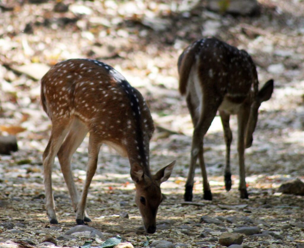 Deer Grazing Stock Free