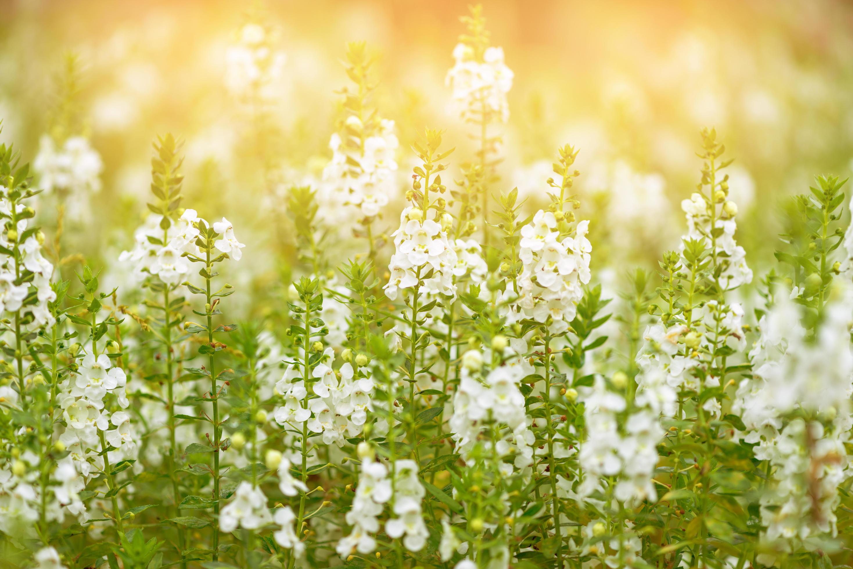 Beautiful flower fields with evening sunlight shine through. Stock Free