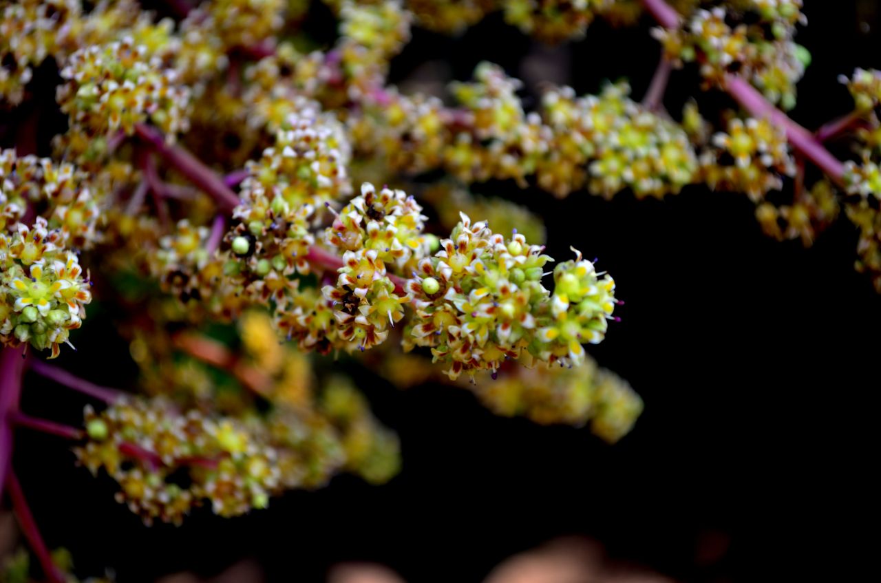 Wild Flower Plant Stock Free