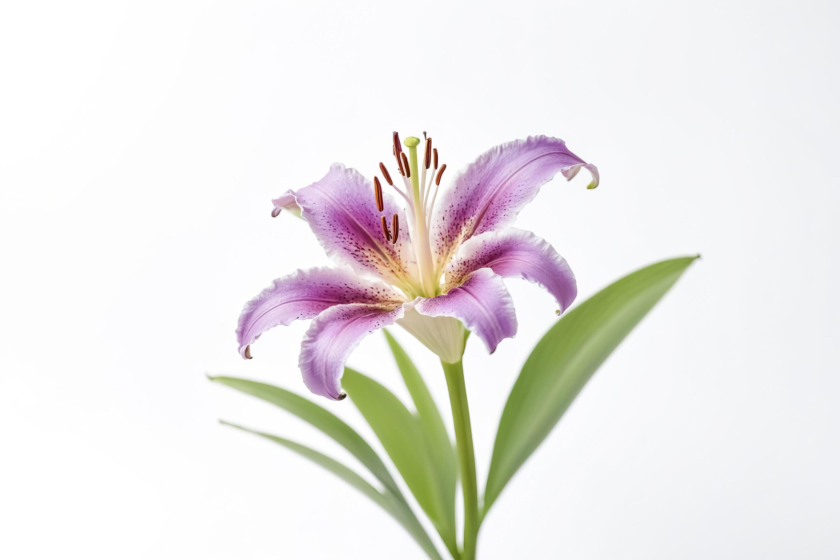 Purple Lily on a White Background Stock Free