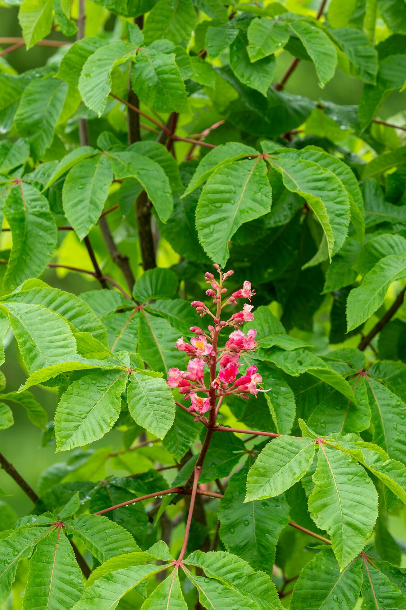 Bunch of pink flowers of the horse chestnut tree Stock Free