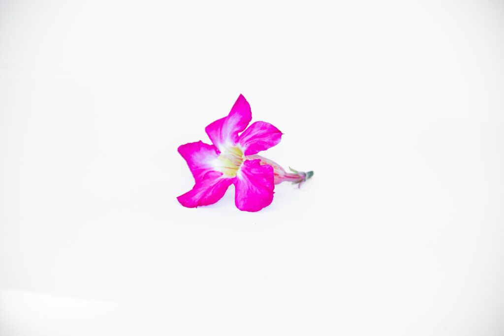 beautiful close up of pink adenium flowers white background Stock Free