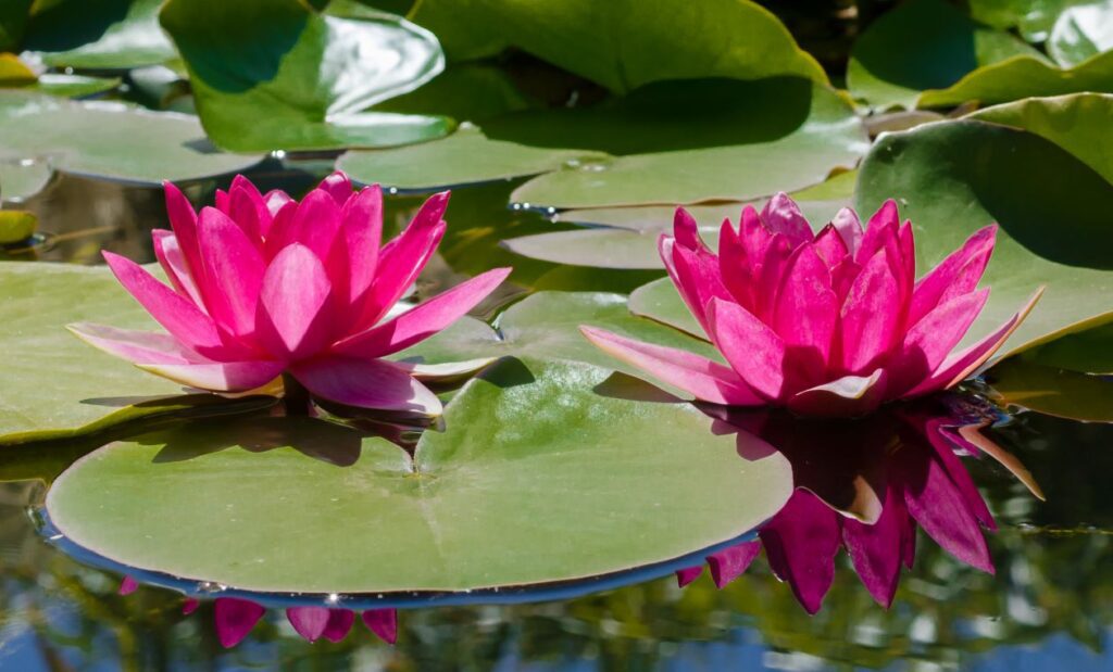 Water lily Stock Free