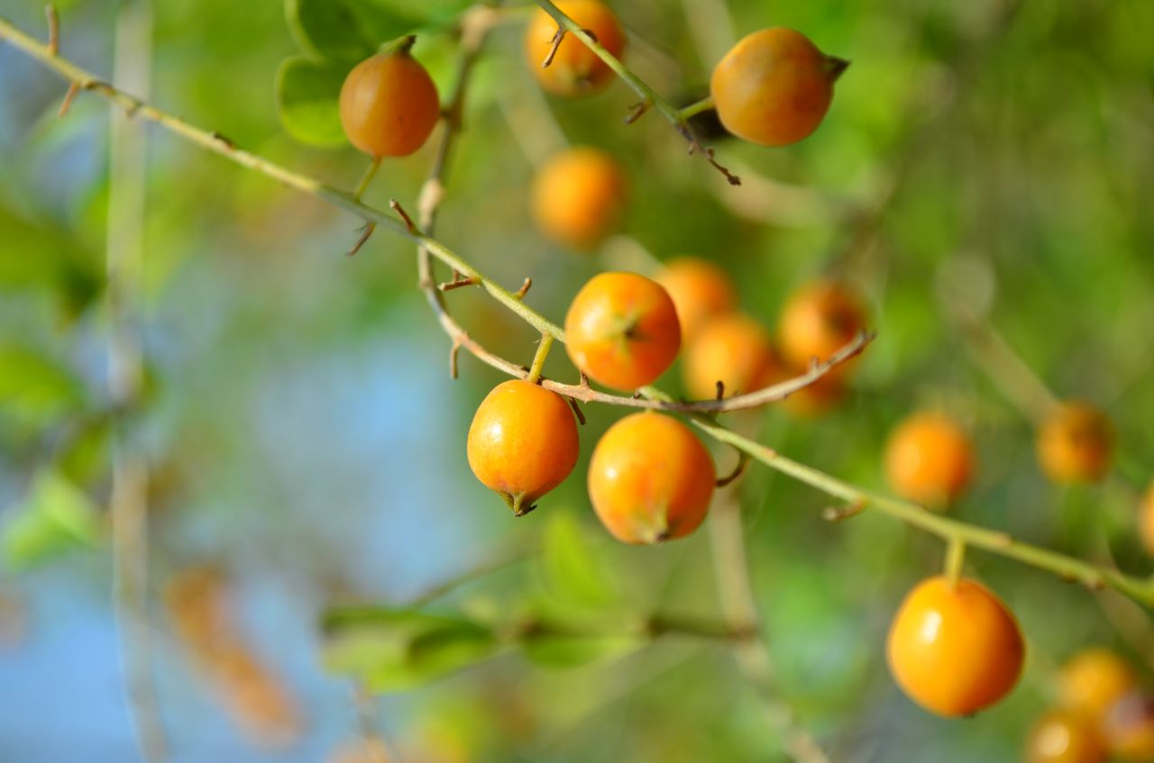 Fruit Orange Plant Stock Free