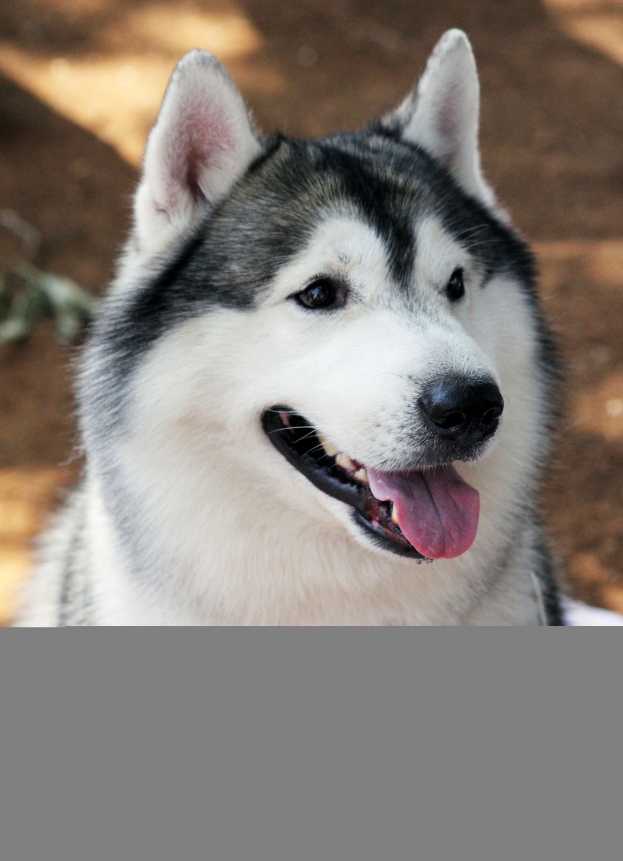 Siberian Husky Beautiful Stock Free