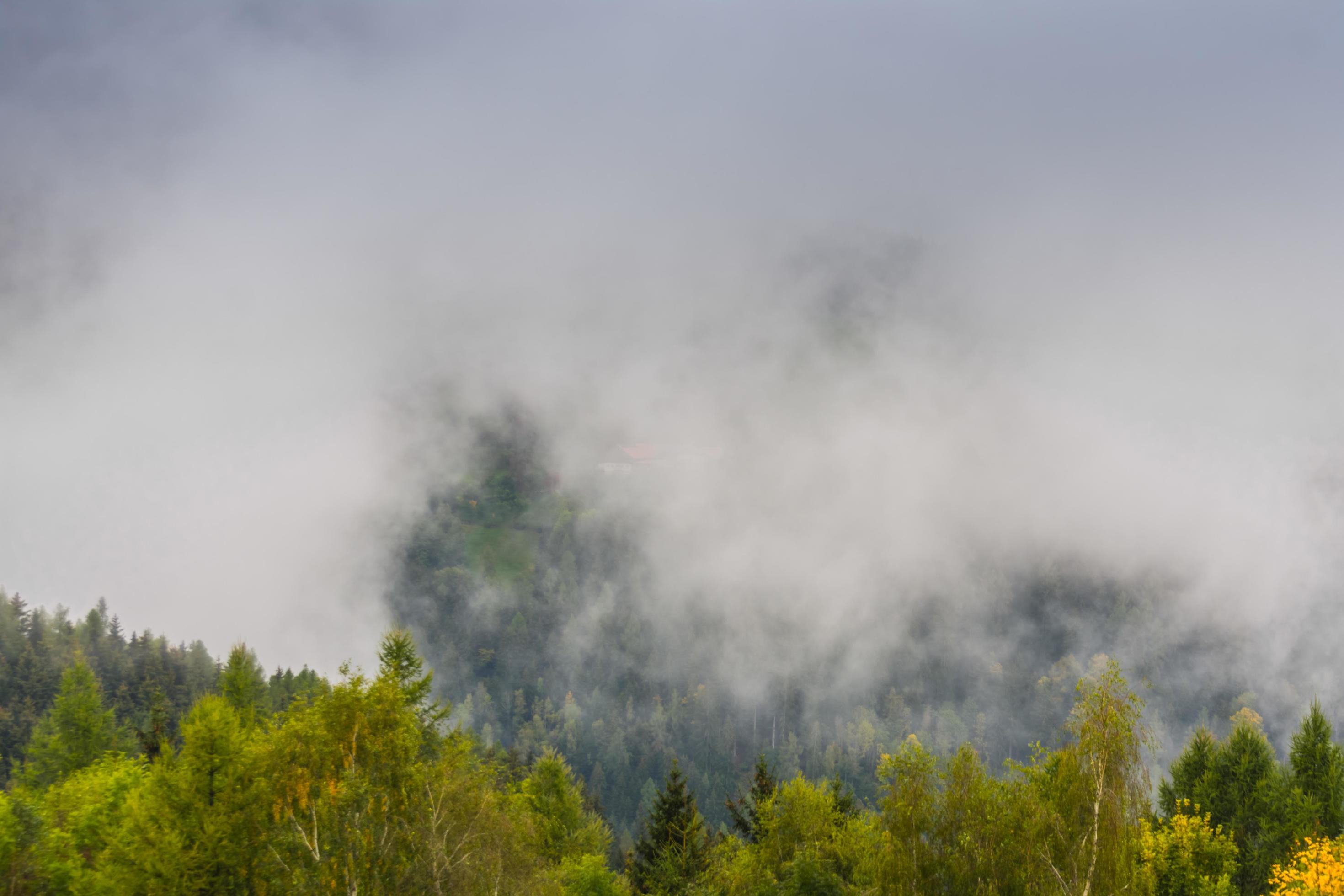 trees with dense white fog in the nature Stock Free