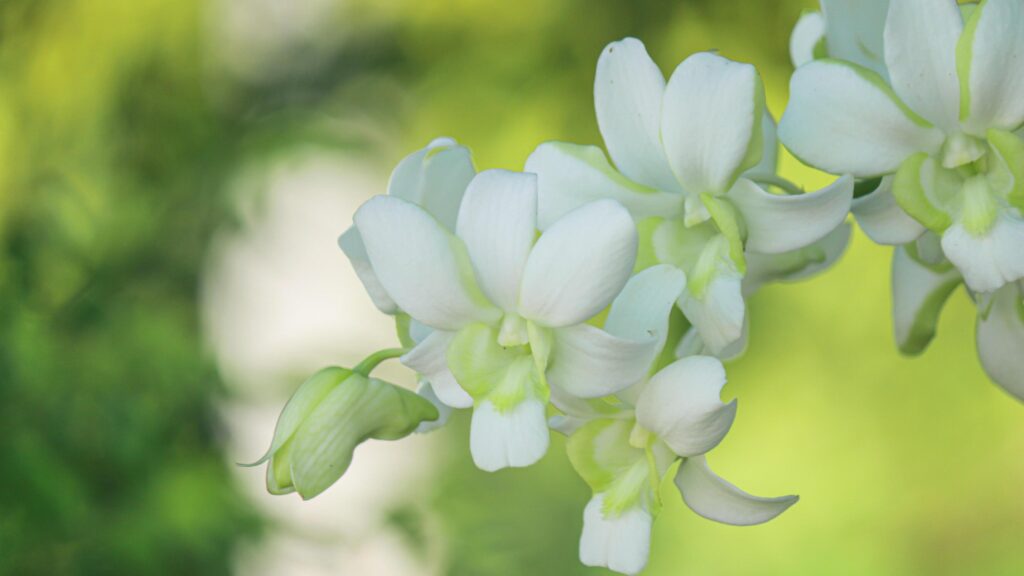 Beautiful white orchid natural background Stock Free