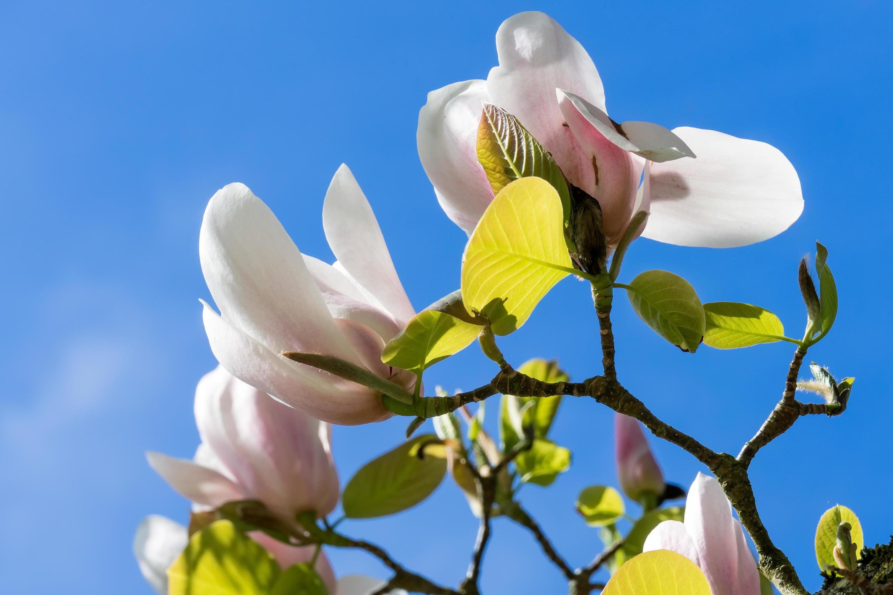 Magnolia Tree Flowering Stock Free