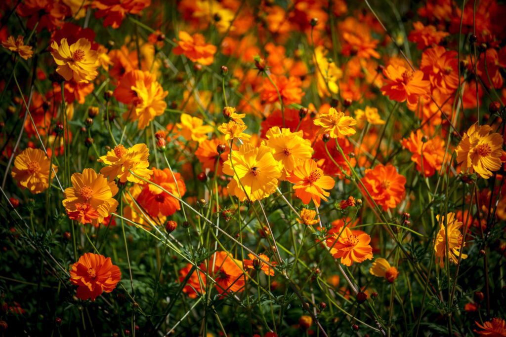 Orange and yellow cosmos flower blooming cosmos flower field, beautiful vivid natural summer garden outdoor park image. Stock Free