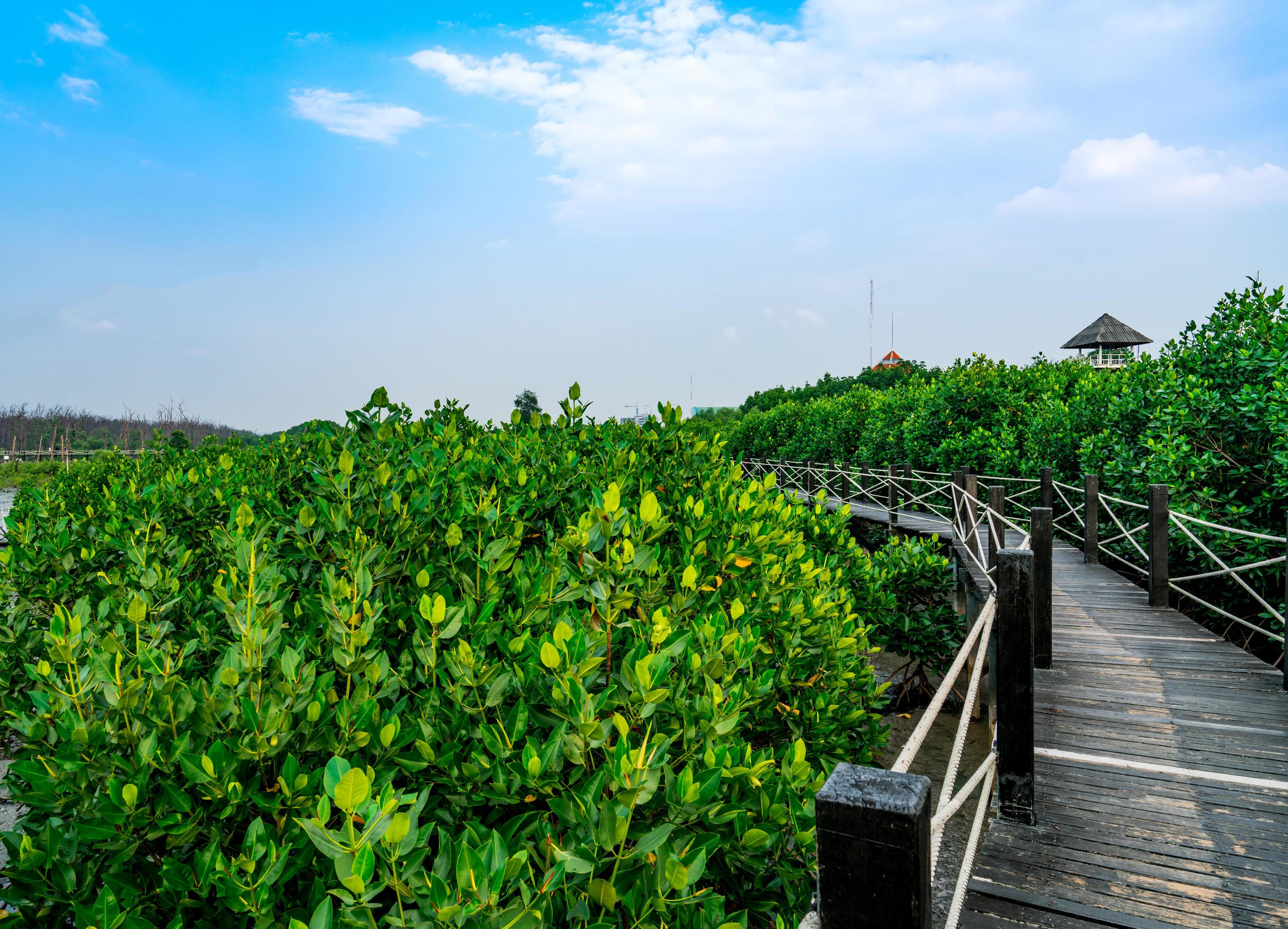 Nature trail in Mangrove forest. Mangrove forest is abundant. Beautiful blue sky and white clouds Stock Free