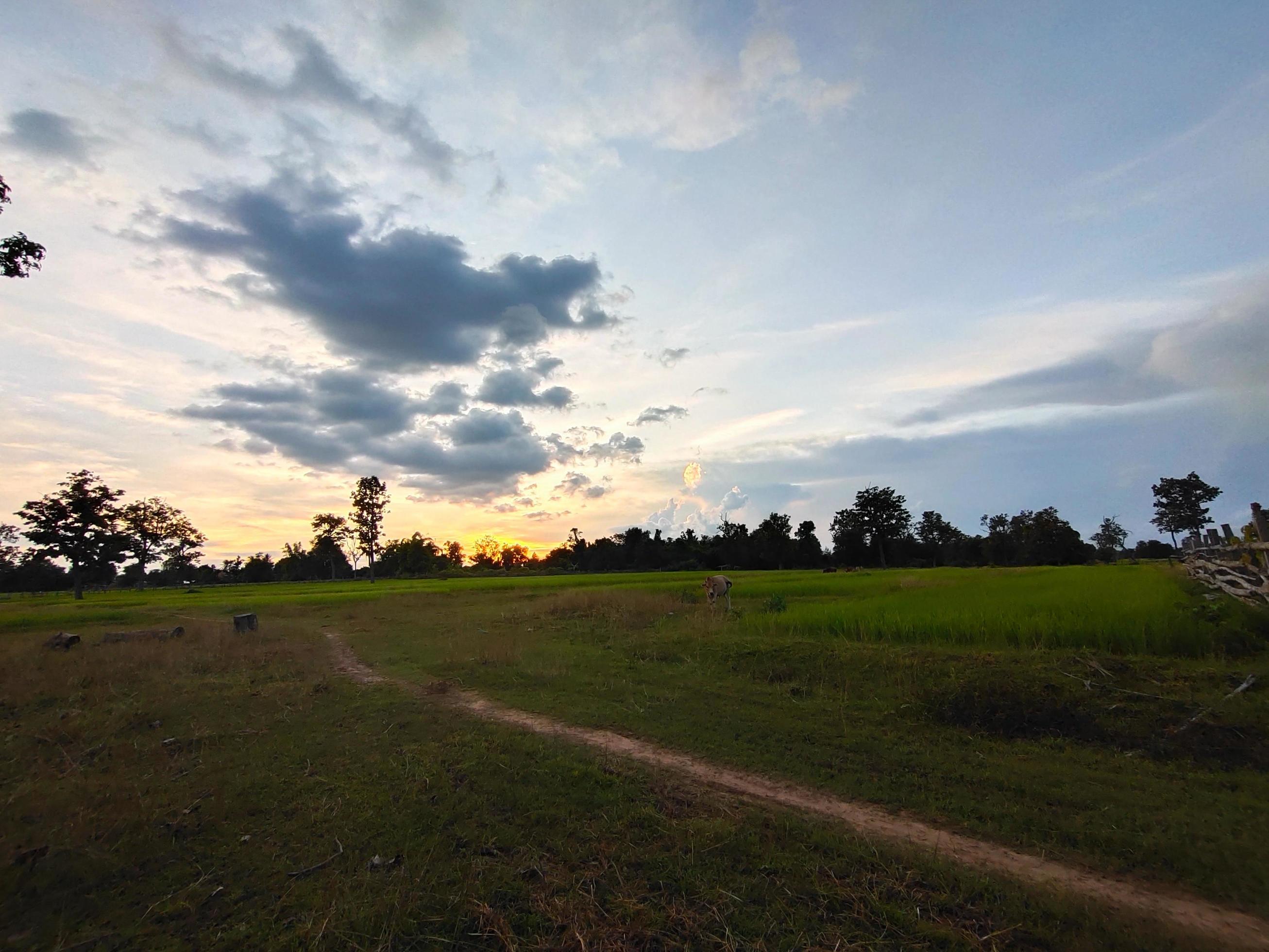 Nature, beautiful green rice fields Stock Free