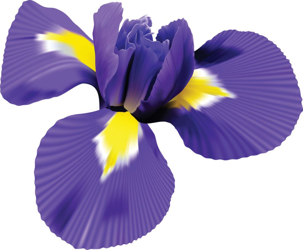 iris flower. white isolated background with clipping path. Closeup no shadows. Nature. Free Vector