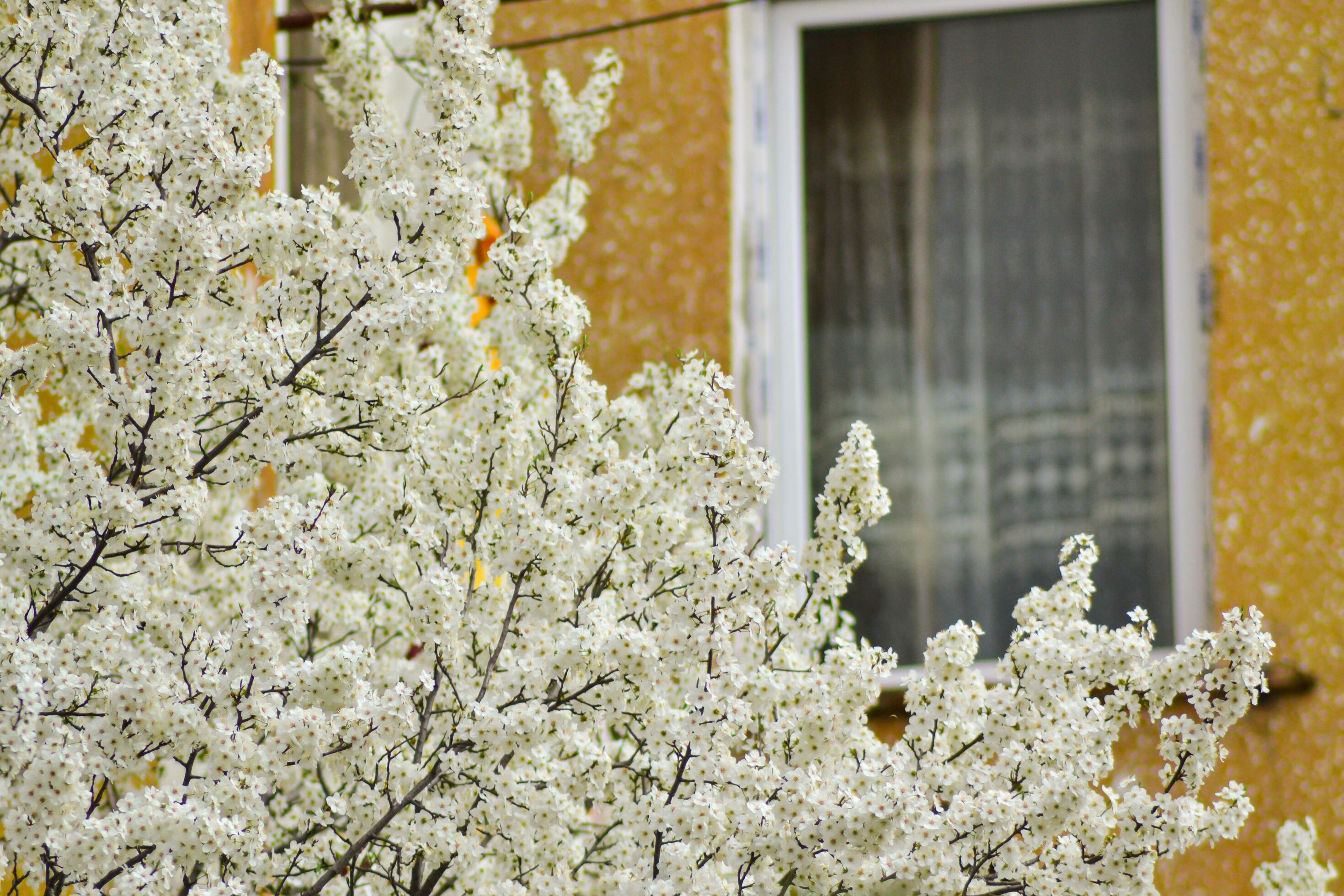 A close up of a flower with the word cherry on it Stock Free