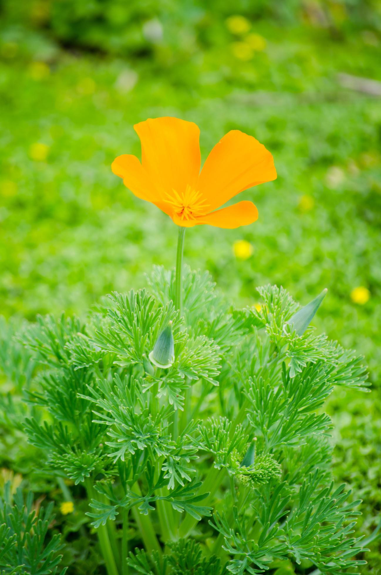 Orange poppy flower in the single with its green leaves around. Stock Free