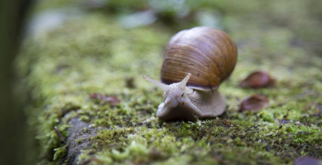 Snail Moss Closeup Stock Free