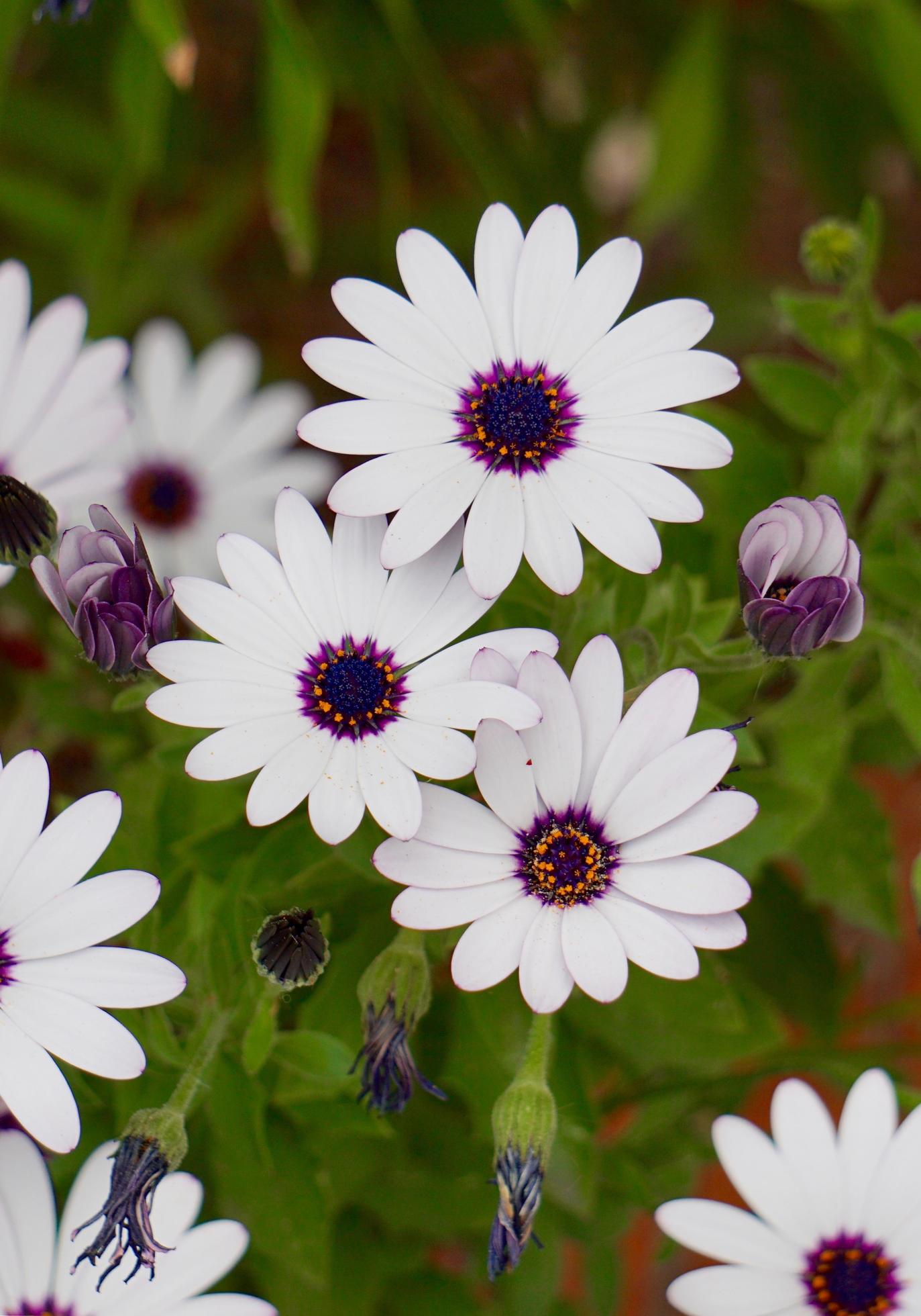 White flowers in the garden in springtime Stock Free