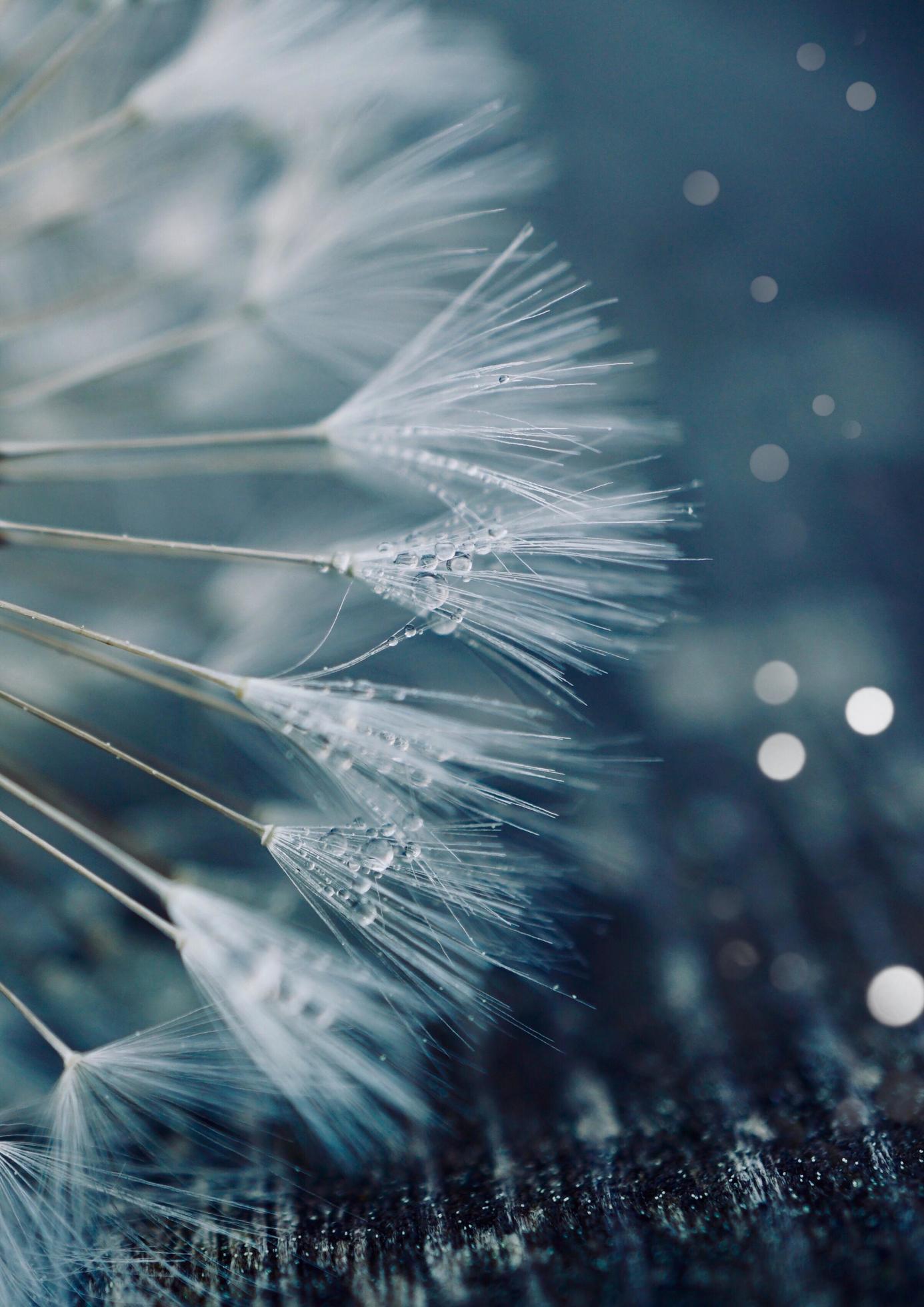 A dandelion flower seed in the spring season Stock Free