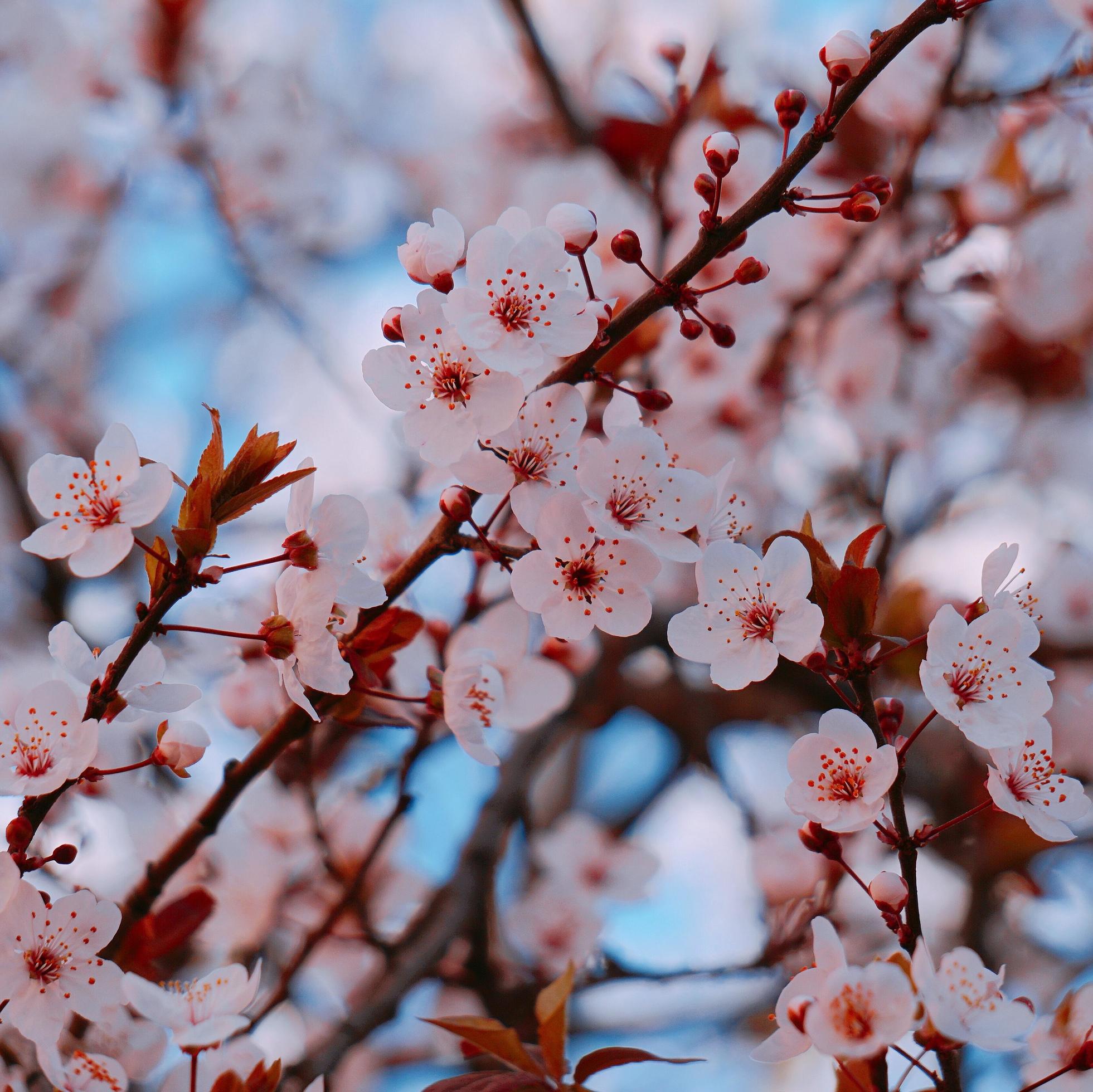 Beautiful pink flower in the spring season Stock Free