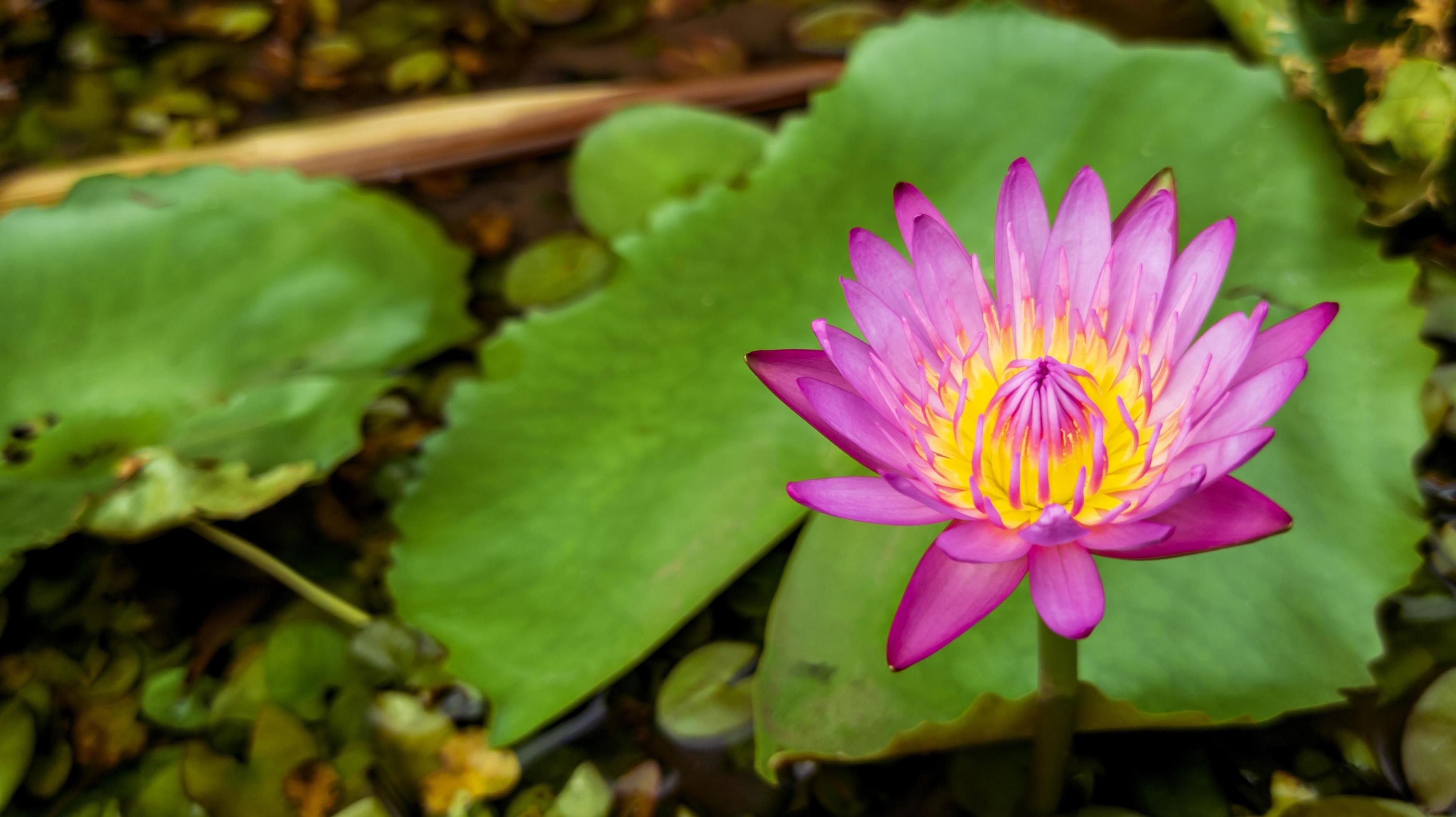 close up photo of beautiful lotus flower selective focus, lotus flower wallpaper, flower natural background Stock Free