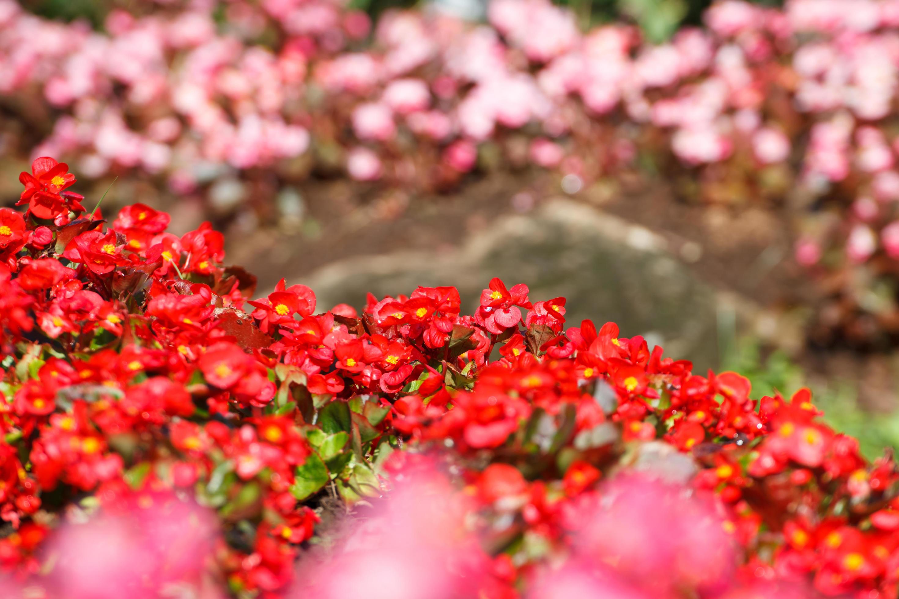 Red Kalanchoe blossfeldiana is bokeh flowers background Stock Free