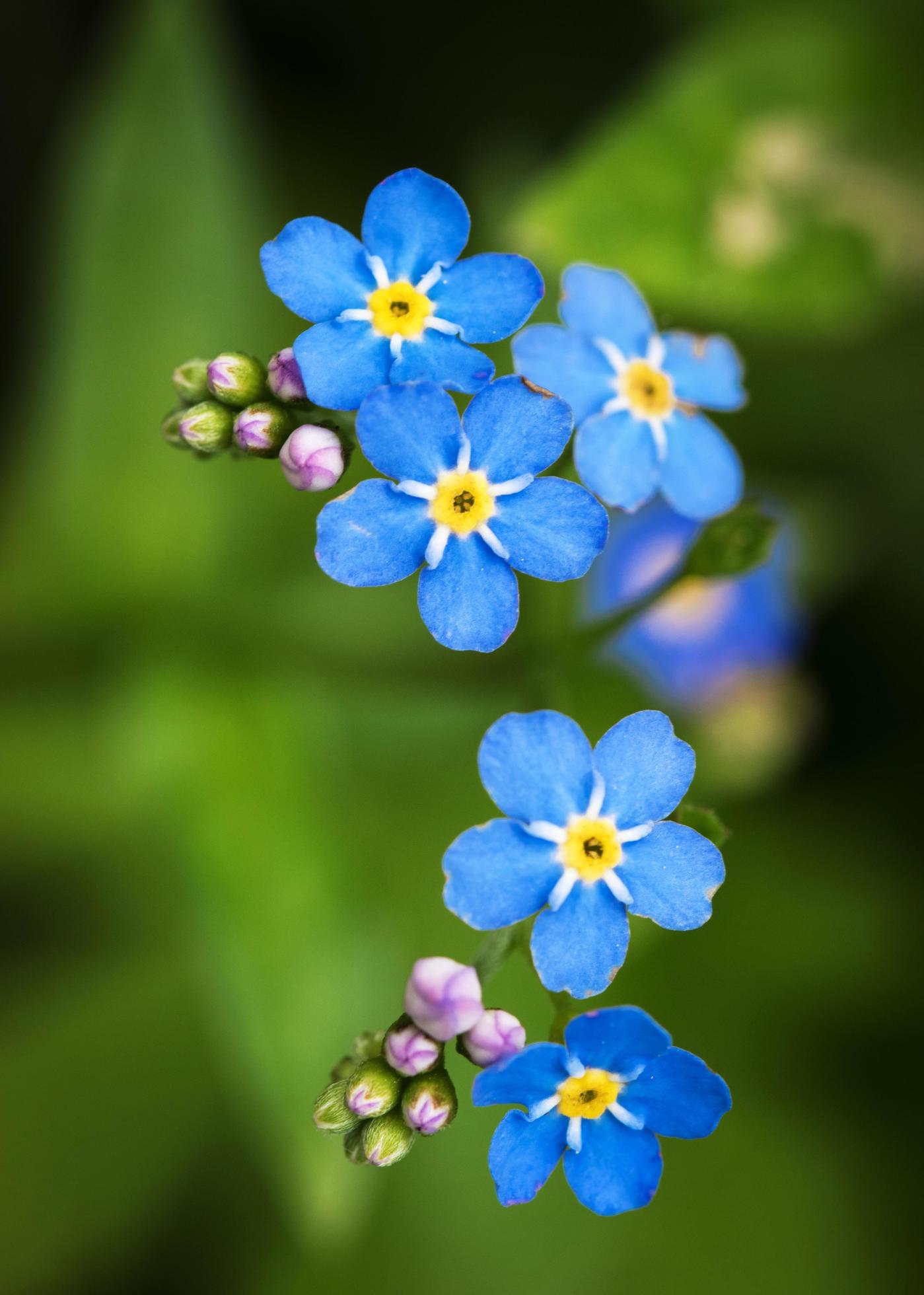 Blue forget-me-not flowers Stock Free