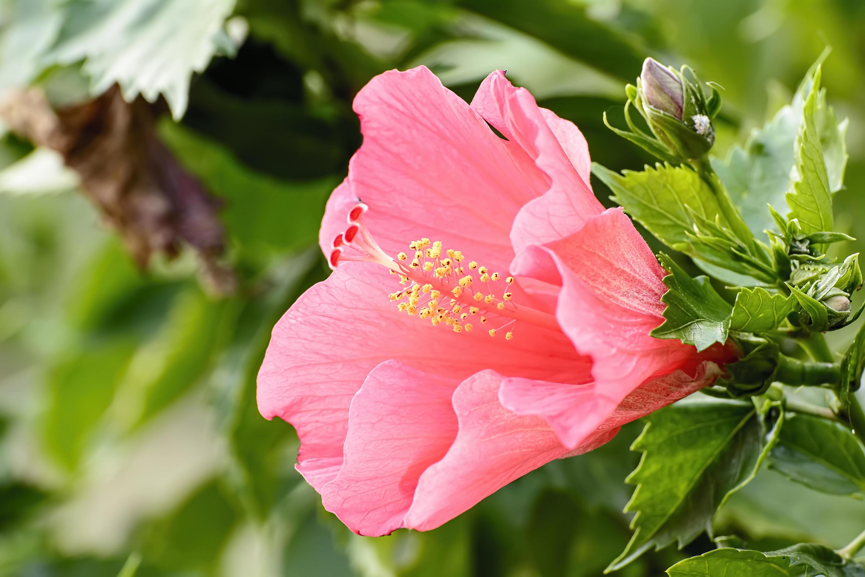 Hibiscus is a genus of flowering plants in the mallow family, Malvaceae. Stock Free