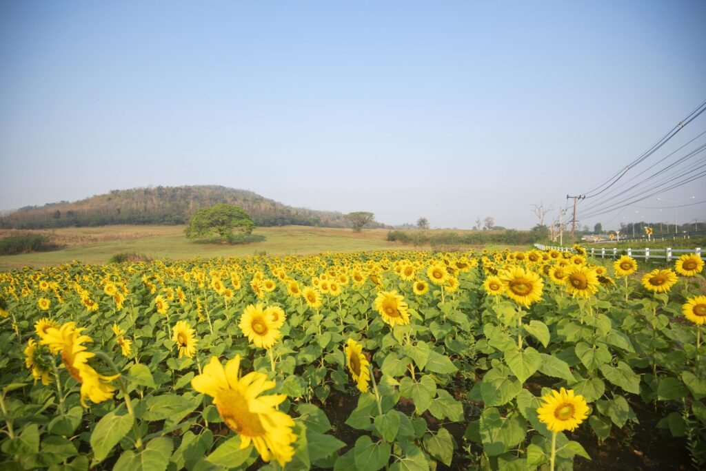 Sunflower field with planting sunflower plant tree on the in the garden natural blue sky background, Sun flower in the rural farm countryside Stock Free