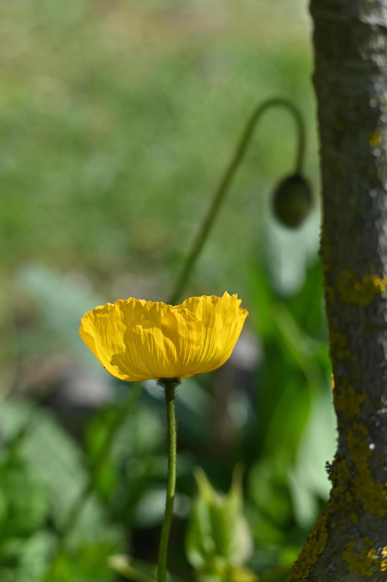 fragile yellow poppy flower on a green background Stock Free