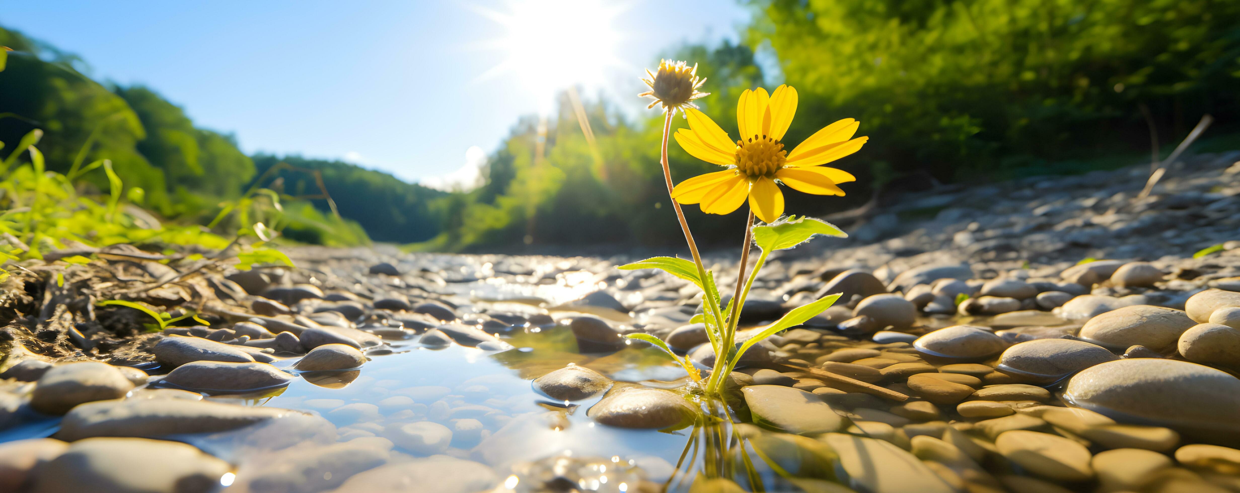 Alone wild flower among grass in sunlight Stock Free