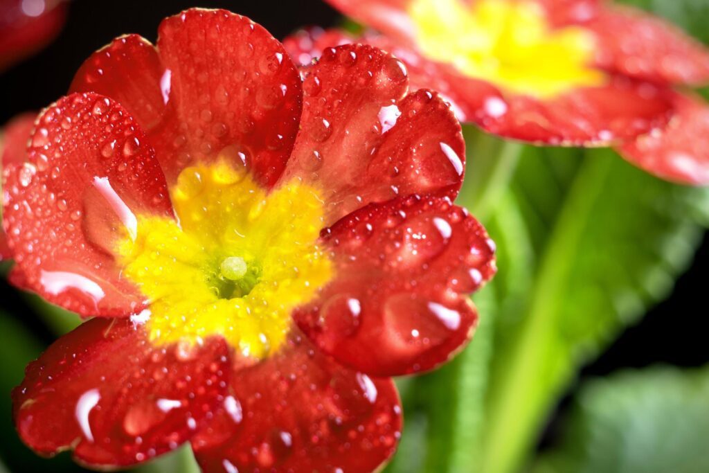 Beautiful red flower with raindrops Stock Free