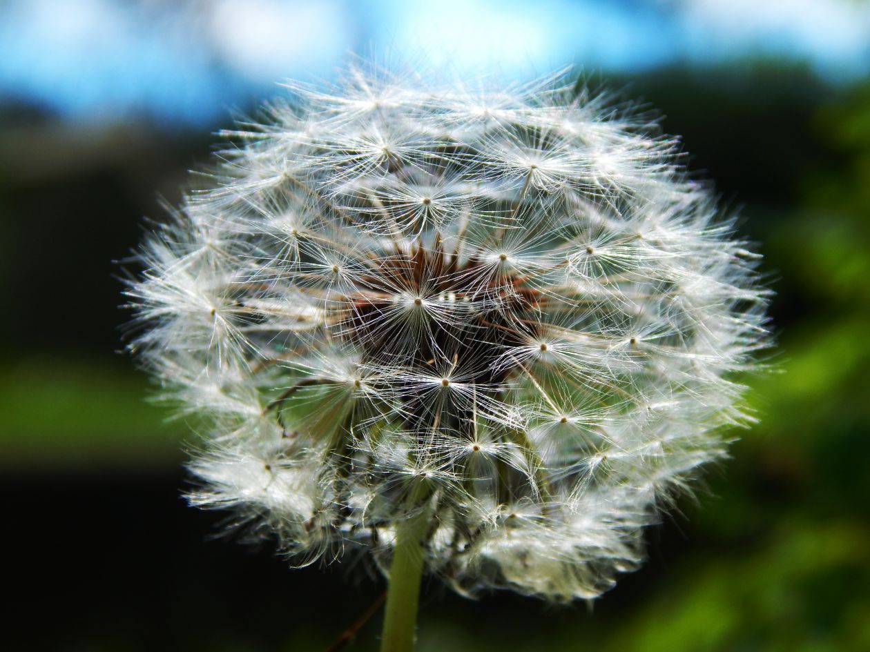 Dandelion Stock Free