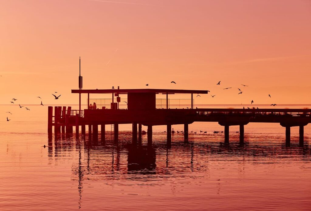 Birds Flying Near the Seashore Stock Free