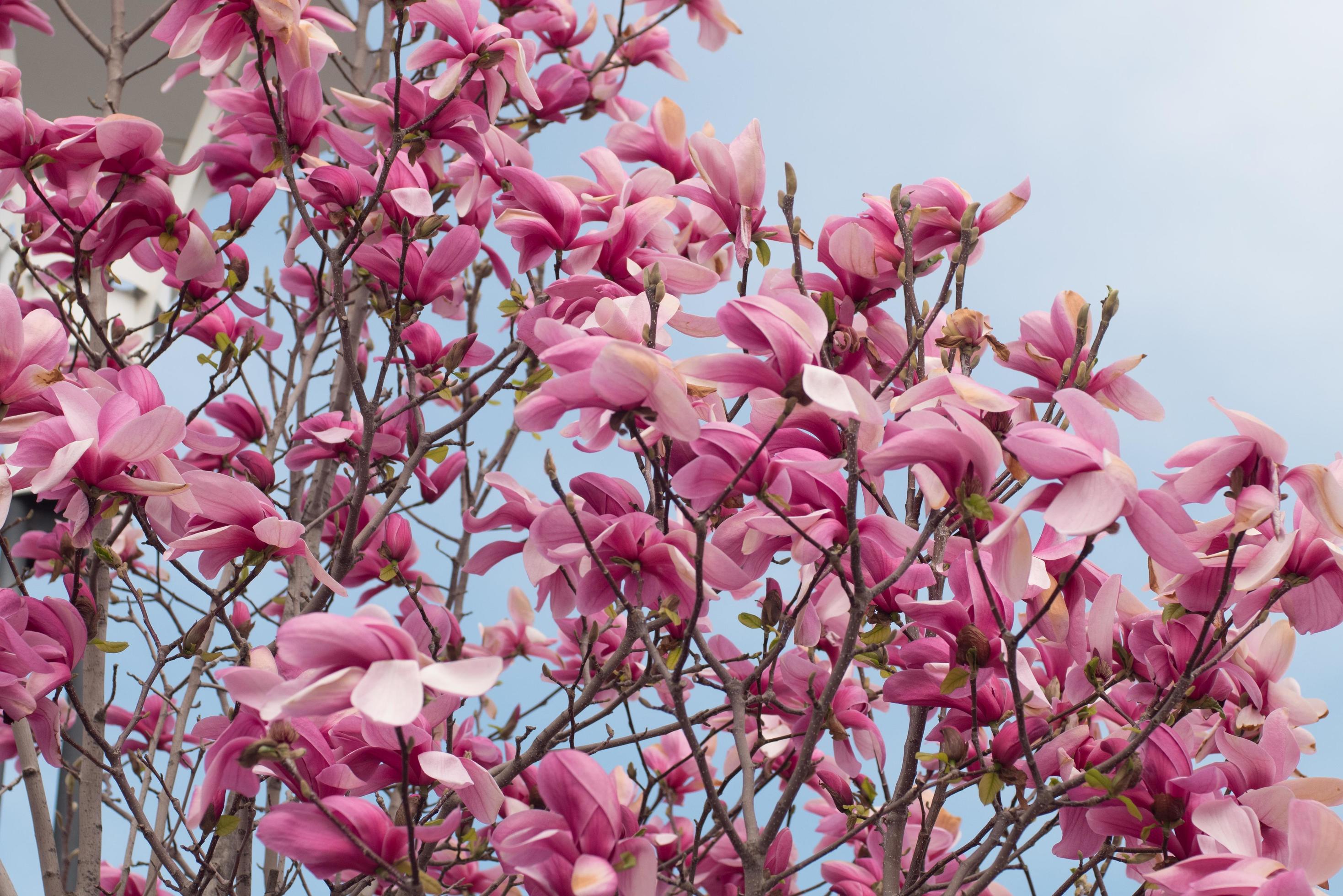 Close up of magnolia tree with pink flowers against sky Stock Free