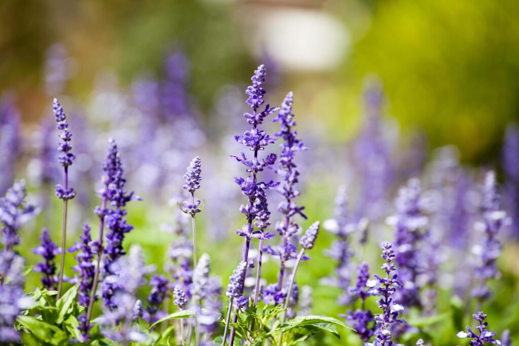 lavender flowers, close-up, selective focus Stock Free