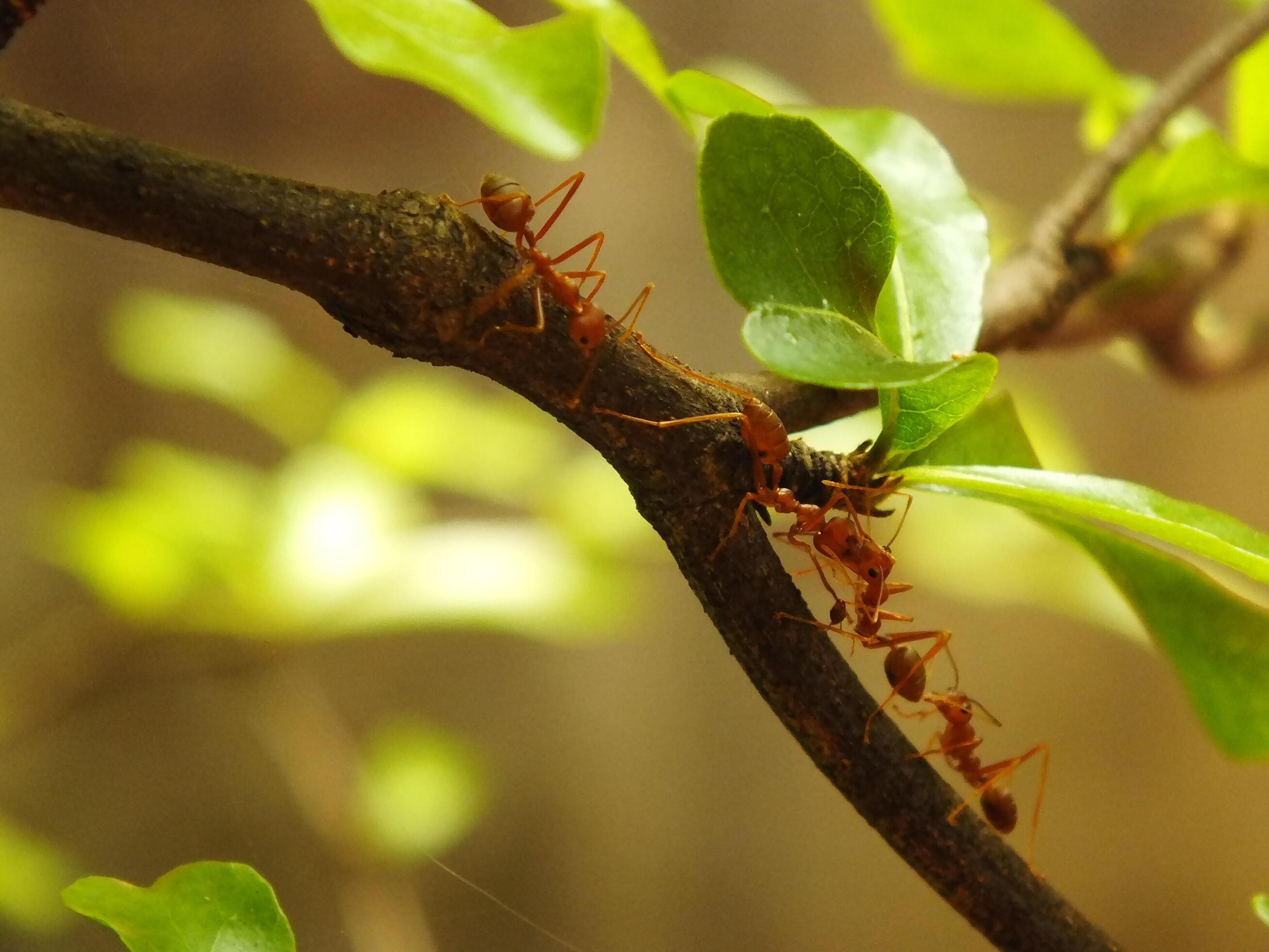 Selective focus of a red weaver ants colony walking on tree branch with nature background Stock Free