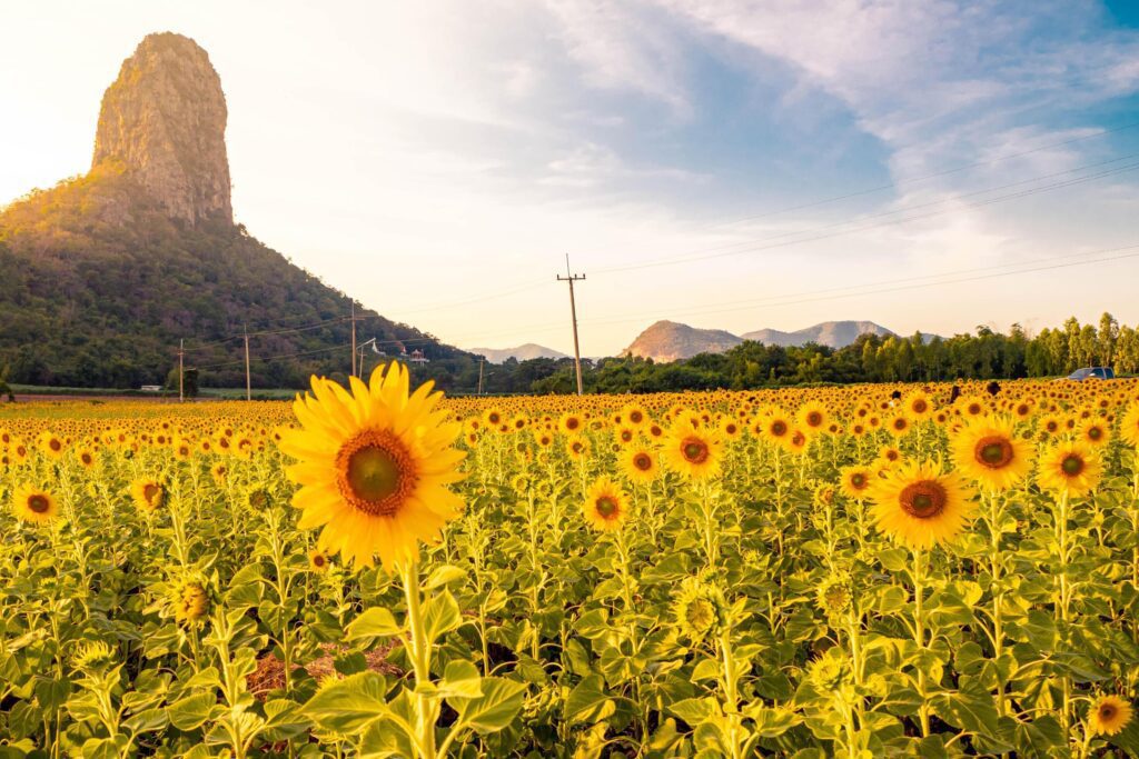 At sunset, a summer sunflower meadow in Lopburi, Thailand, with a mountain background. Stock Free