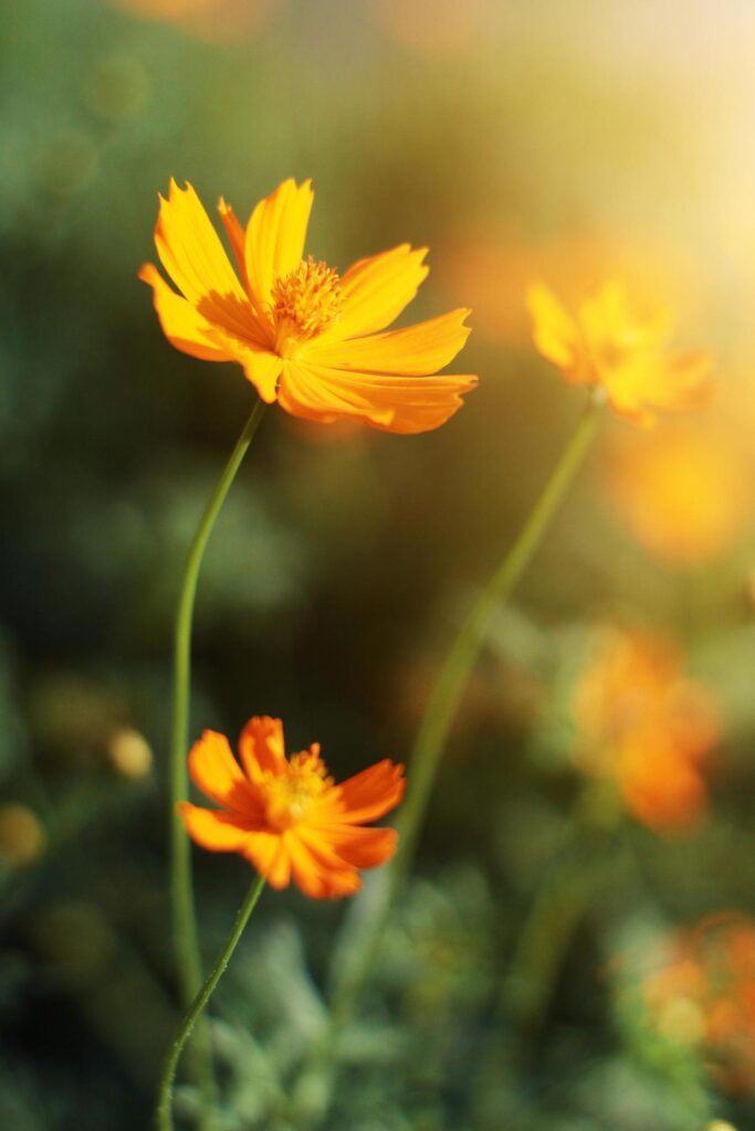 Beautiful yellow cosmos flowers, Yellow flower of Mexican Diasy with sunlight in garden Stock Free