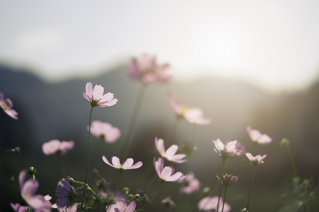 Beautiful pink cosmos flower in the garden. Stock Free