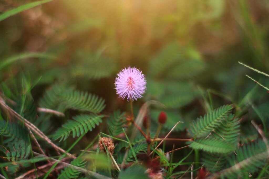 Mimosa pudica flowers in sunlight,sensitive plant . Stock Free