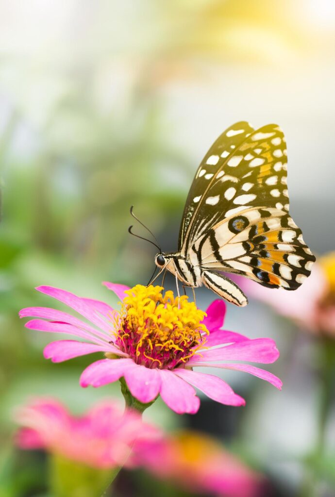 Monarch Butterfly on a Flower. Stock Free