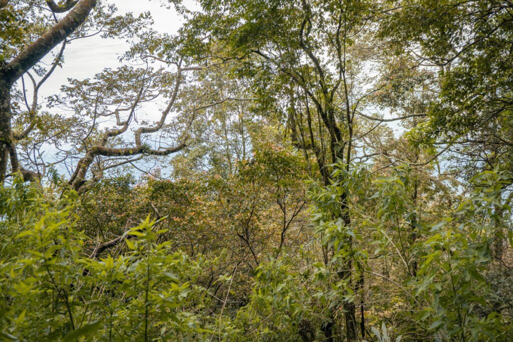 The way going to deep forest when spring time. The photo is suitable to use for adventure content media, nature poster and forest background. Stock Free