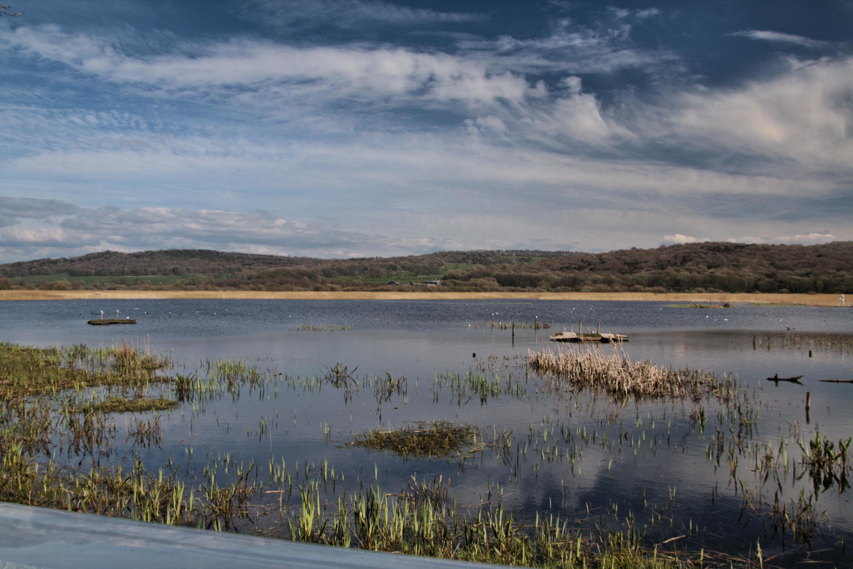 A view of Leighton Moss Nature Reserve Stock Free