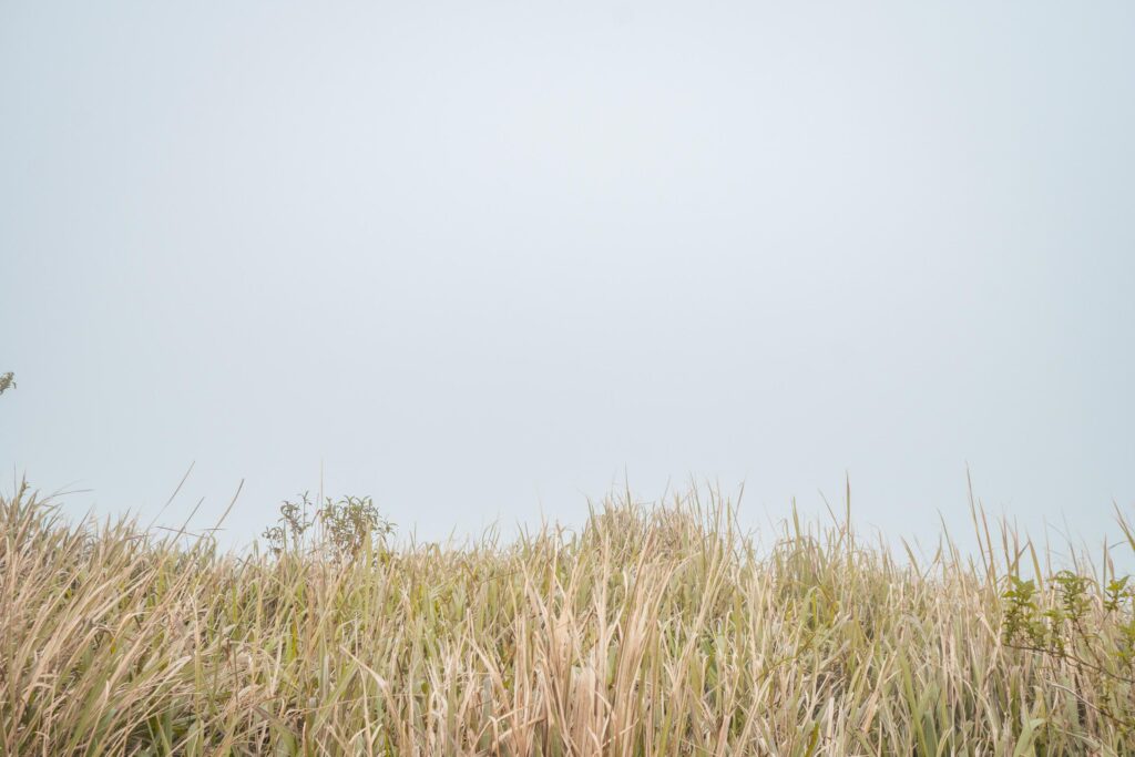 The way going to peak mountain, with Savana and foggy vibes. The photo is suitable to use for adventure content media, nature poster and forest background. Stock Free