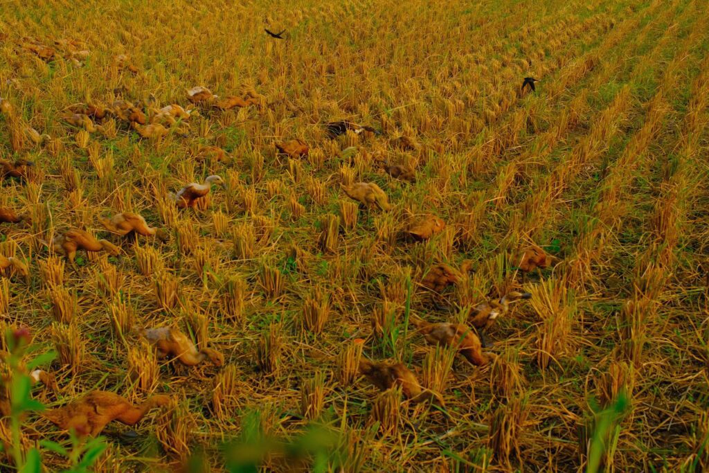 Landscape Photography. Beautiful Scenery. Background view of barren rice fields after the rice harvest. Dry and barren rice fields. Bandung – Indonesia. Stock Free