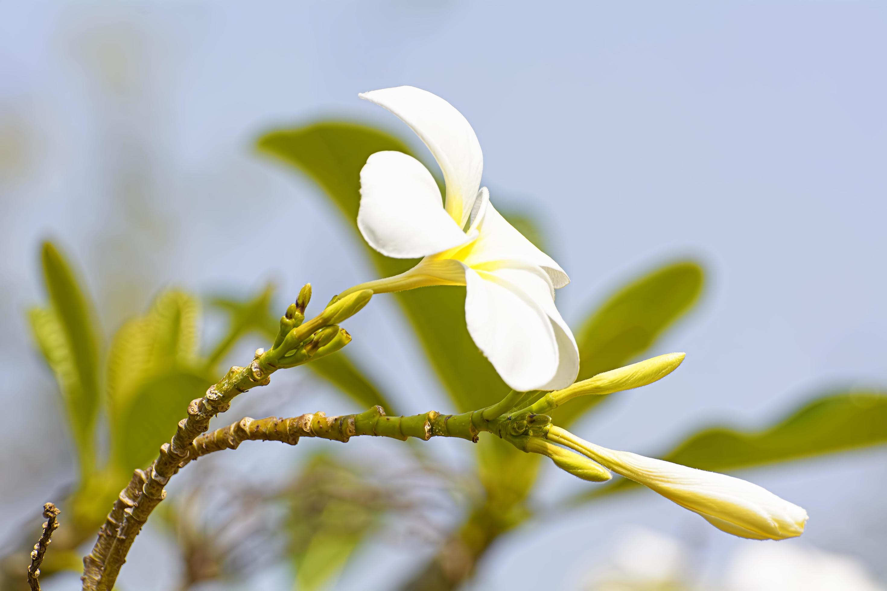 Plumeria flowers are so beautiful that popular in Thailand. Stock Free