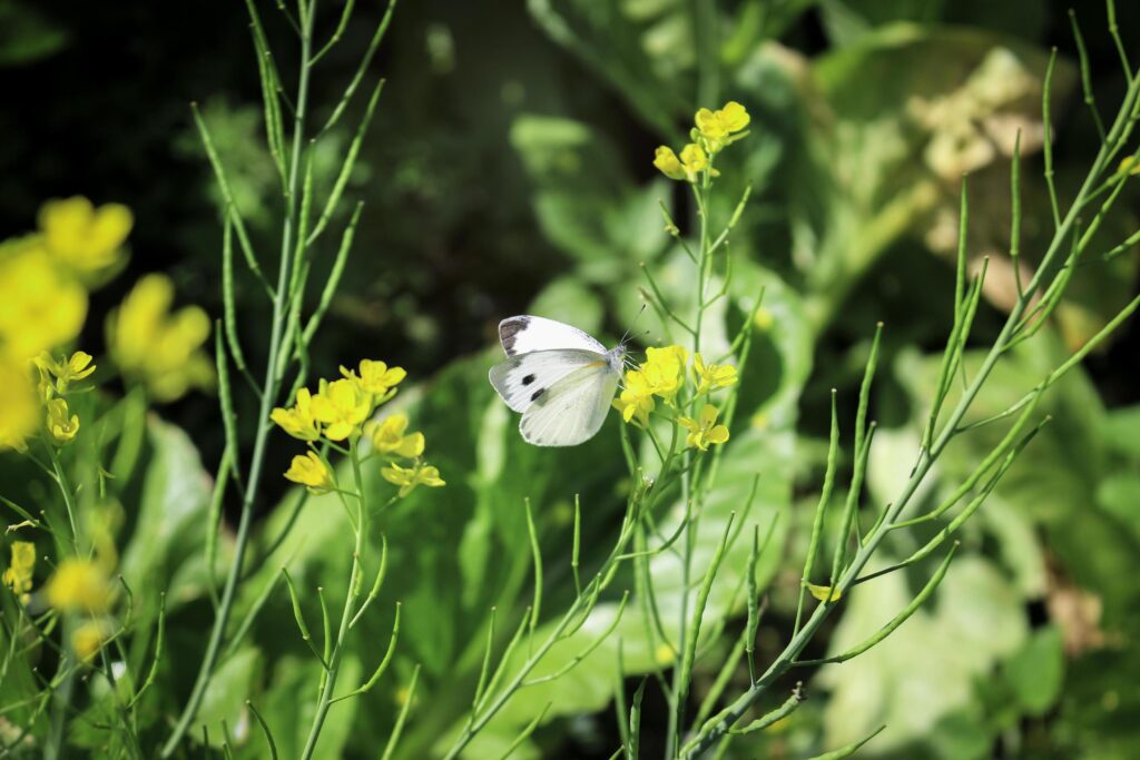 Butterfly white butterfly on yellow flower in summer spring field Stock Free