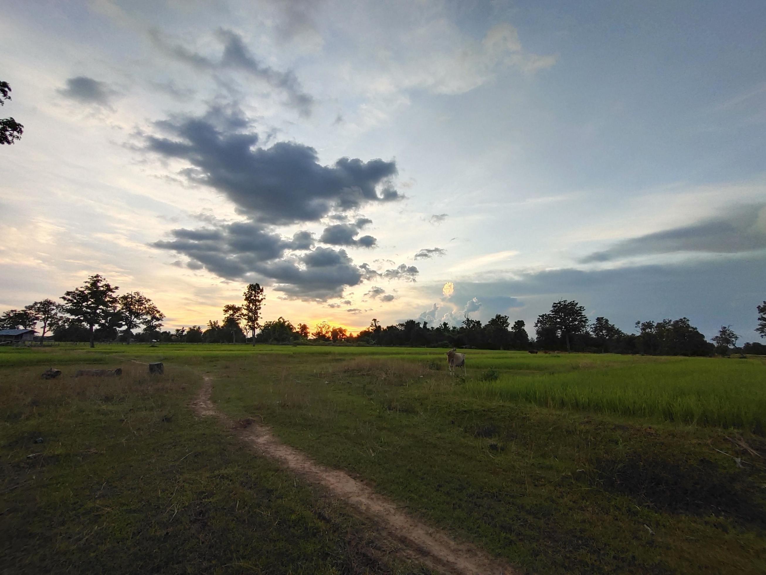 Nature, beautiful green rice fields Stock Free