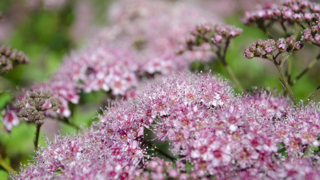 Abstract soft background with beautiful pink flowers. Blossom and sunlight. Selective focus image. Stock Free